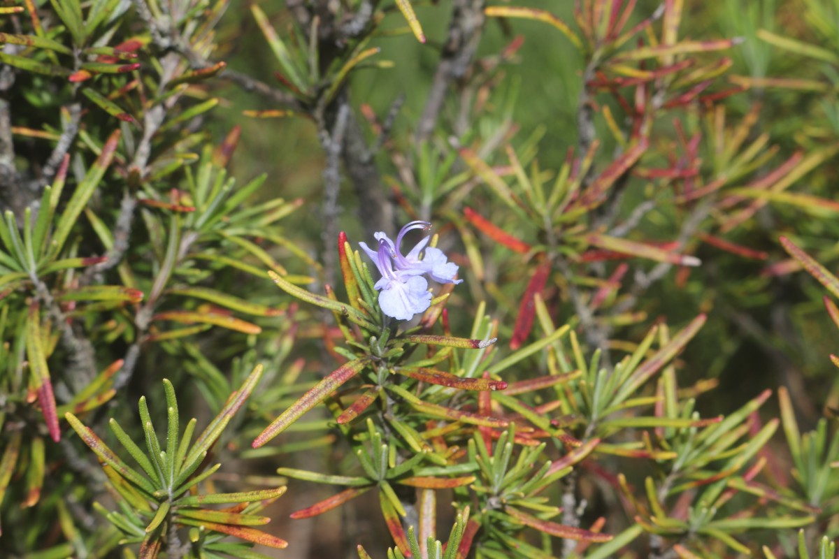 Salvia rosmarinus Spenn.